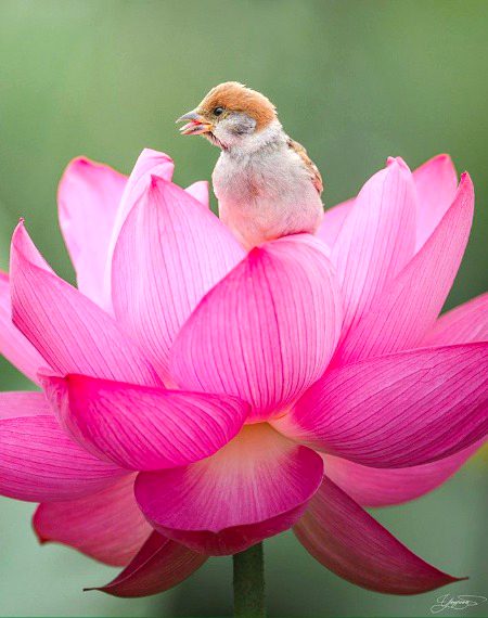 Beautiful Nature image