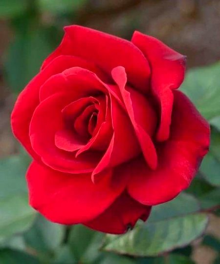 Beautiful Nature image