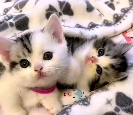 Beautiful Nature image