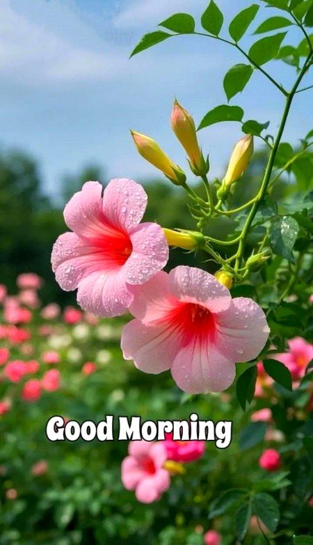 Beautiful Nature image