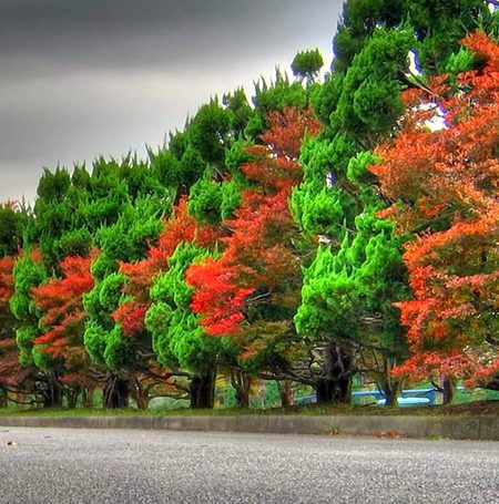 Beautiful Nature image