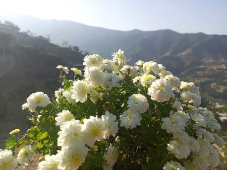 Good morning