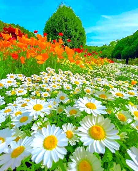 Beautiful Nature image