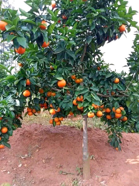 Beautiful Nature image