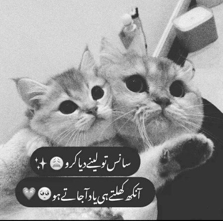 Memes & Satire image