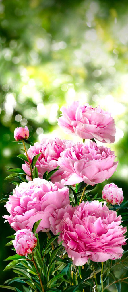 Beautiful Nature image