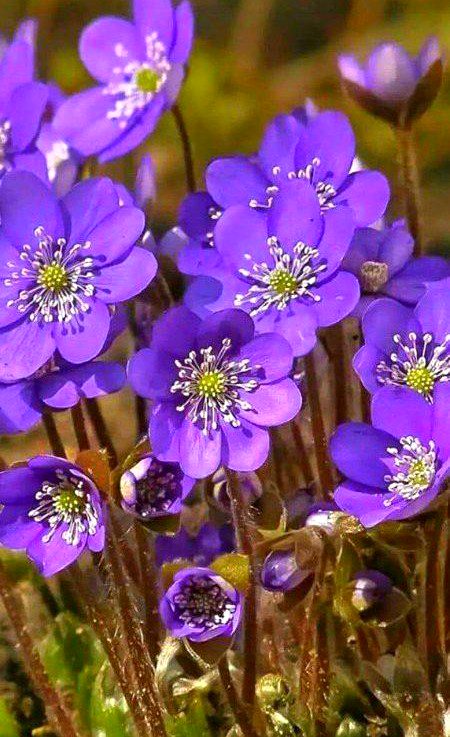 Beautiful Nature image