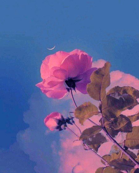 Beautiful Nature image