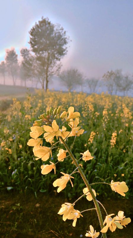 Beautiful Nature image