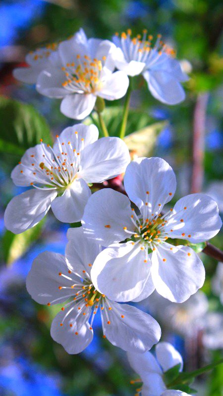 Beautiful Nature image