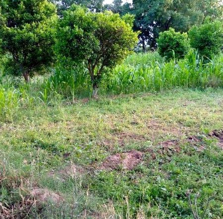 Beautiful Nature image