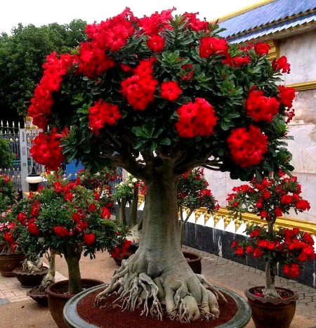 Beautiful Nature image