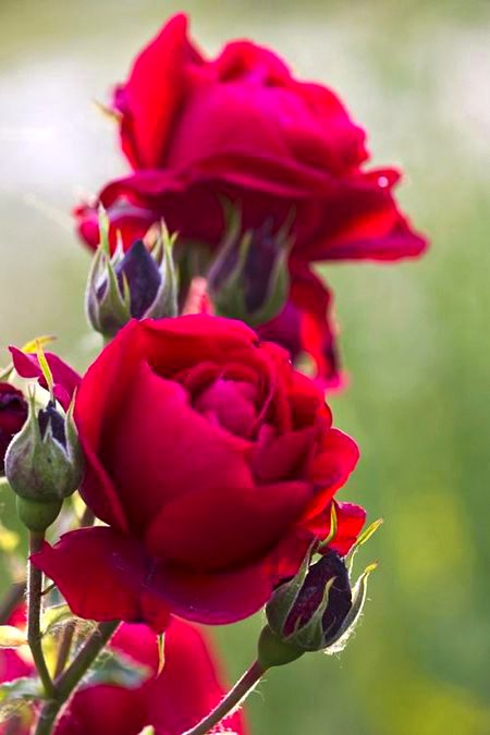 Good morning