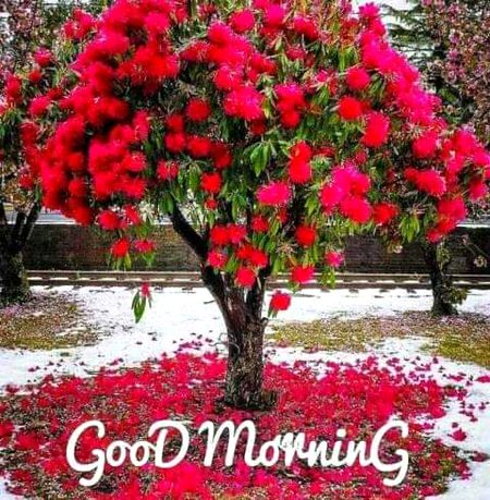Beautiful Nature image