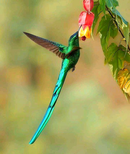 Beautiful Nature image