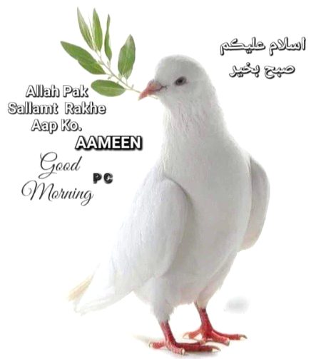 Good morning