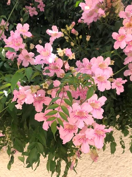 Beautiful Nature image