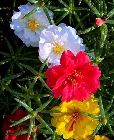 Beautiful Nature image