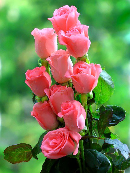 Beautiful Nature image