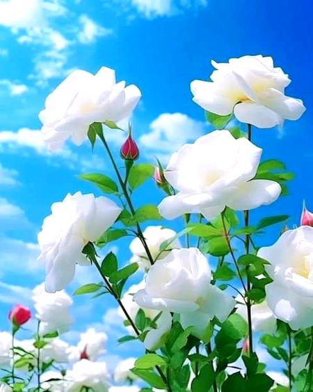 Beautiful Nature image