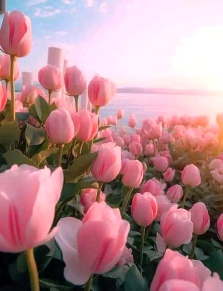 Beautiful Nature image
