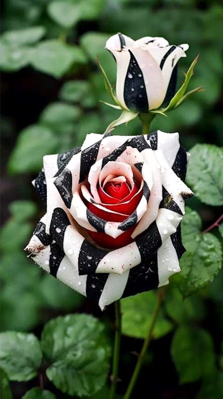 Beautiful Nature image