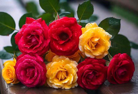 Beautiful Nature image