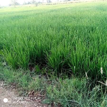 Beautiful Nature image