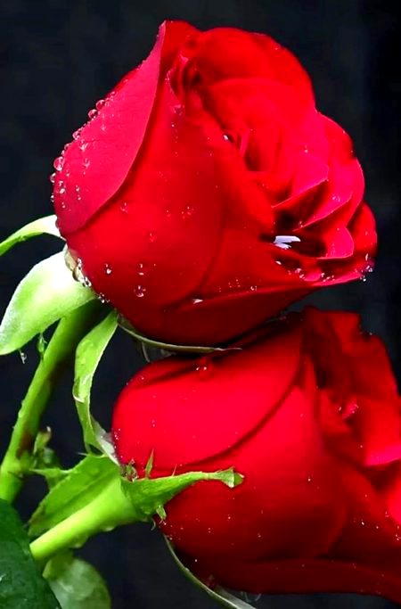 Good night