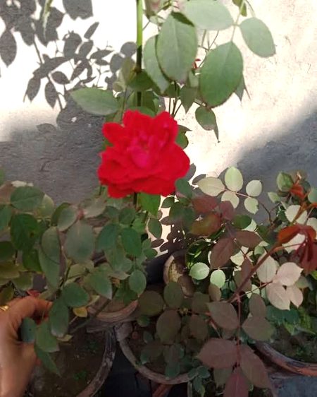 Beautiful Nature image