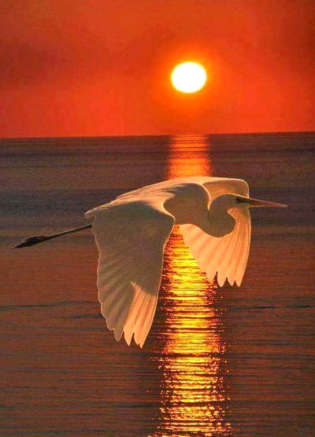 Good night