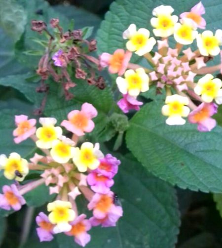 Beautiful Nature image