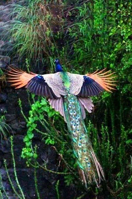 Beautiful Nature image