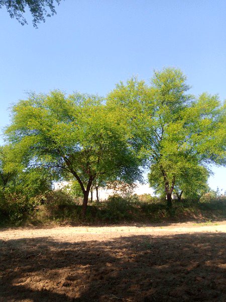 Beautiful Nature image