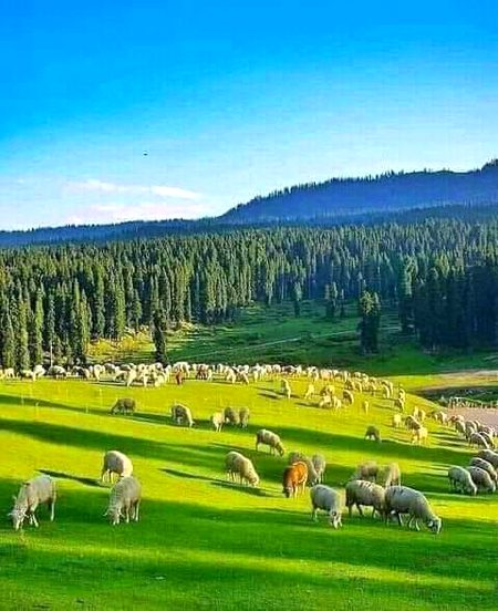 Kashmir