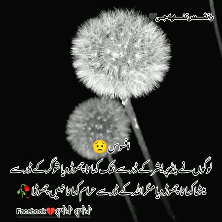 Memes & Satire image