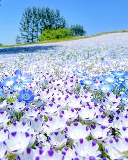 Beautiful Nature image