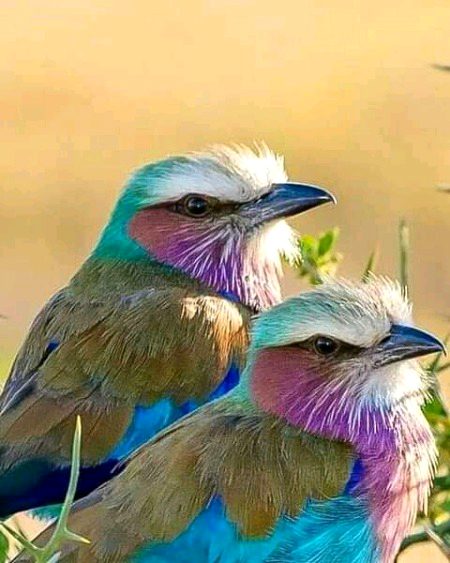 Beautiful Nature image