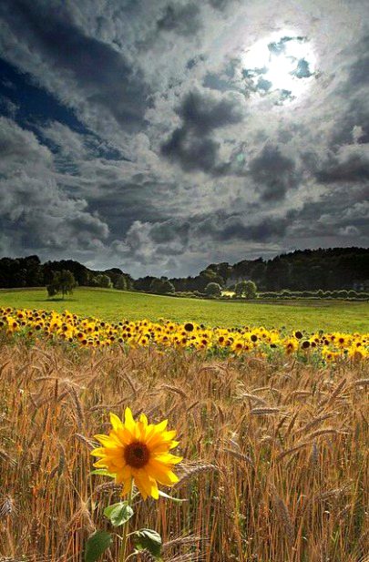 Beautiful Nature image