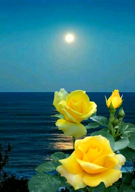 Beautiful Nature image