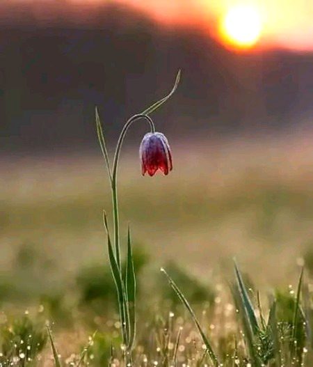 Beautiful Nature image