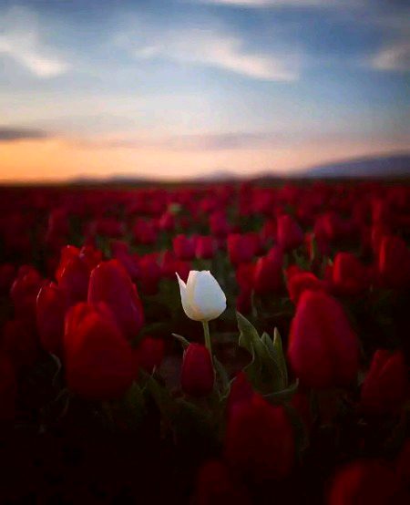 Beautiful Nature image