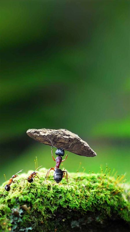 Beautiful Nature image