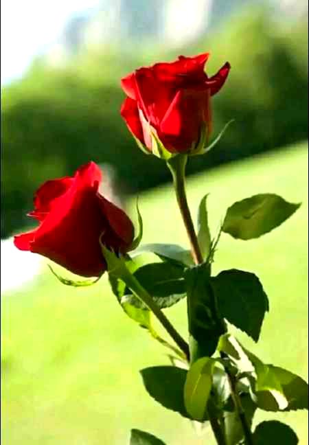 Beautiful Nature image