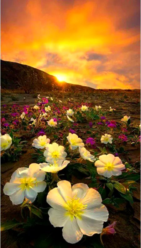 Beautiful Nature image