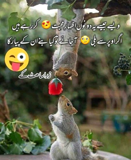 Memes & Satire image