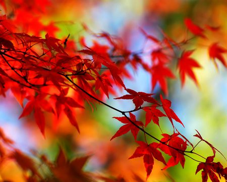 Beautiful Nature image