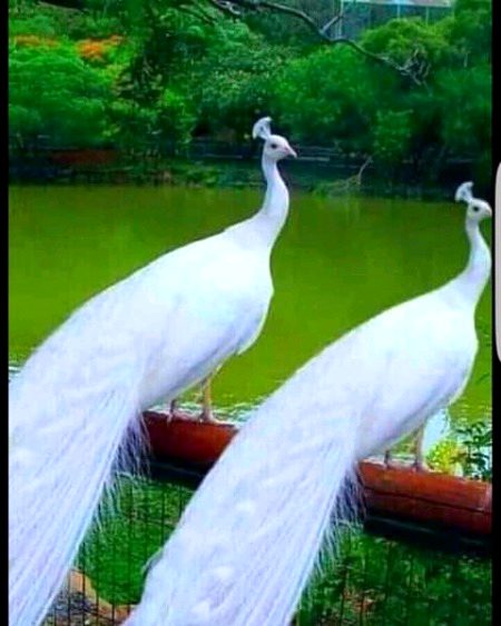 Beautiful Nature image