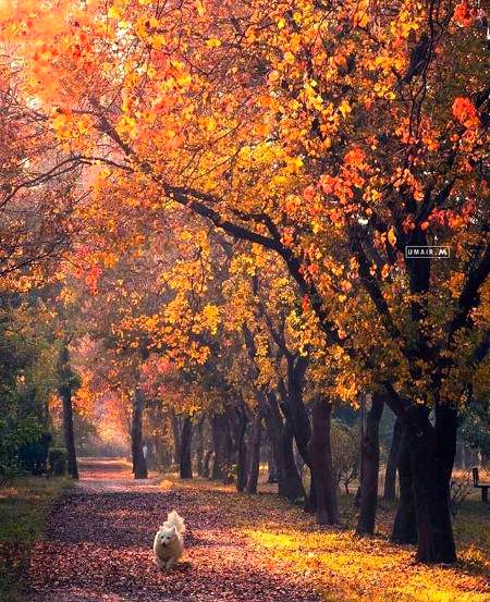 Beautiful Nature image