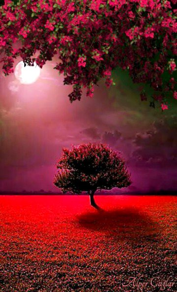 Beautiful Nature image